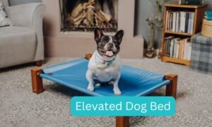 Elevated Dog Bed