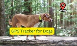 GPS tracker for dogs