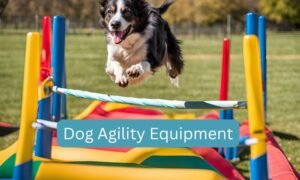 dog agility equipment