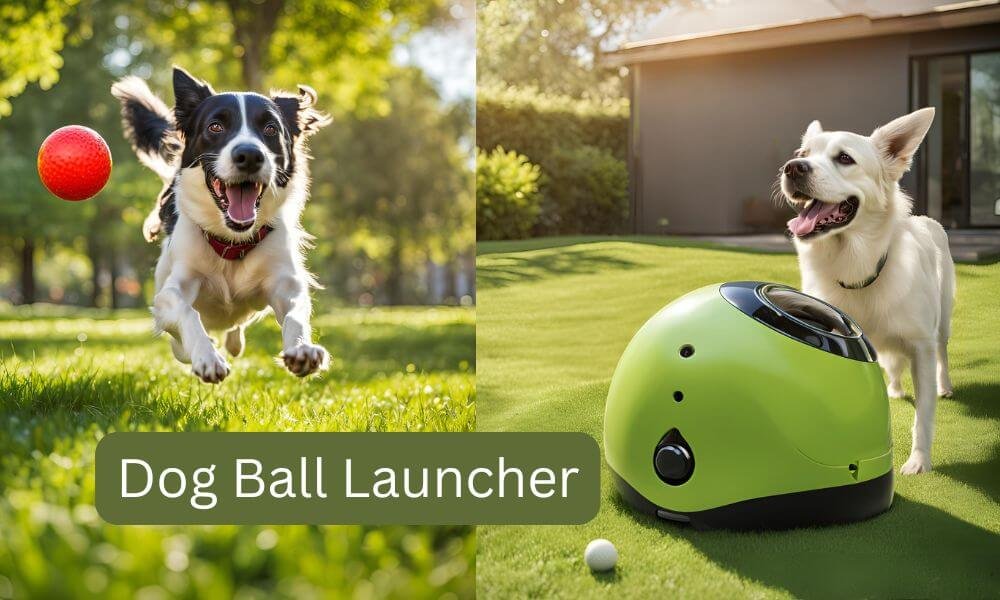 dog ball launcher